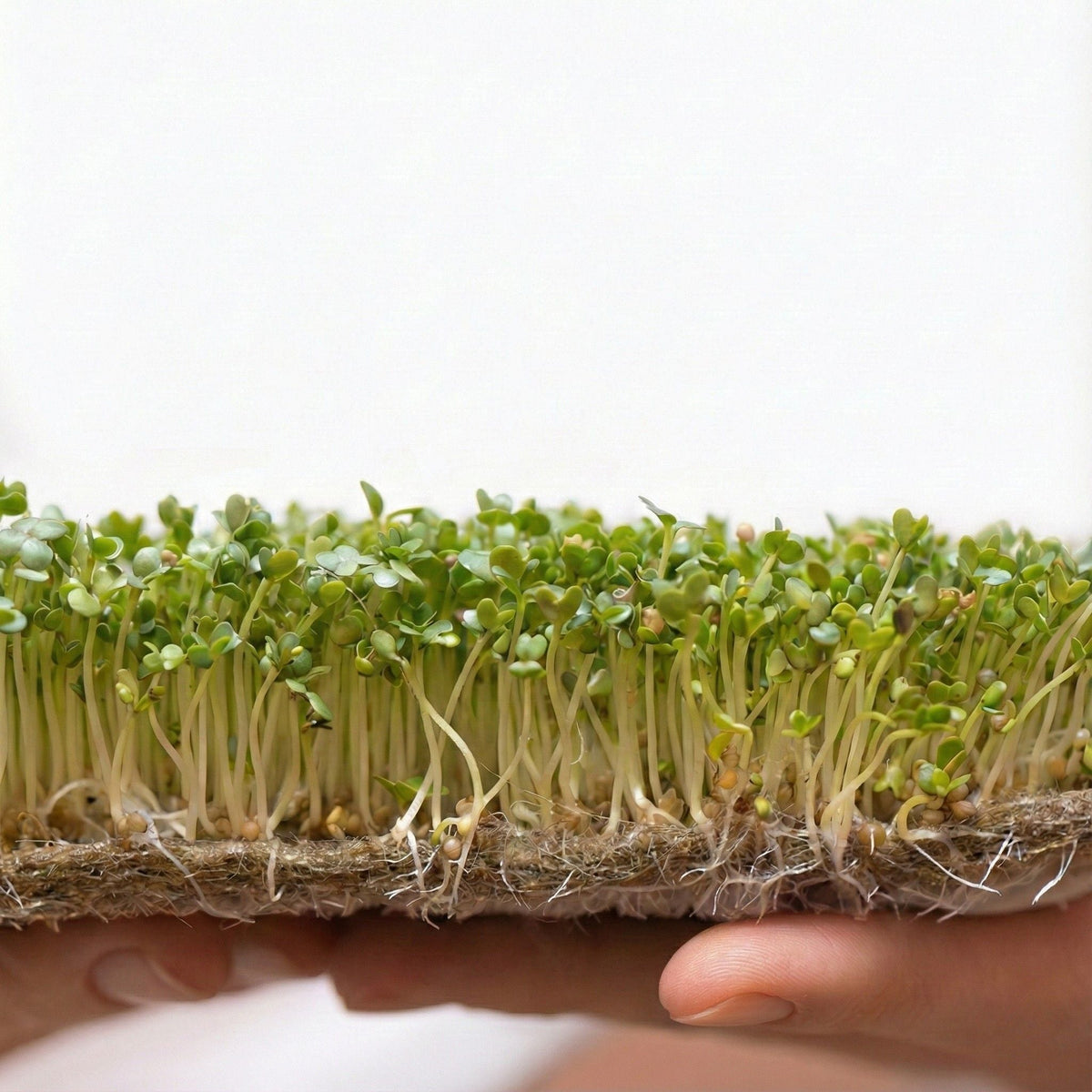Plantel Immunity Mix β Broccoli + Watercress
