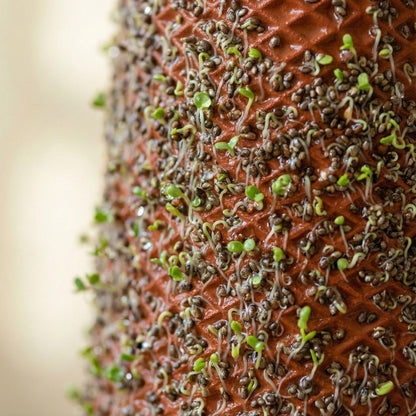 Plantel's Special Chia Seeds - 3-Pack