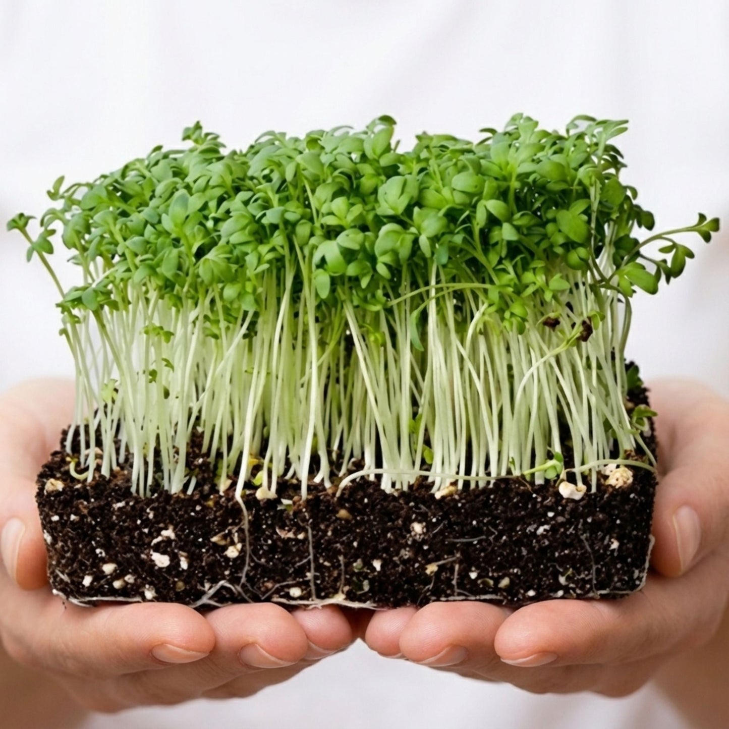 Plantel's Special Rashad Seeds (Garden Cress) - 2-Packs