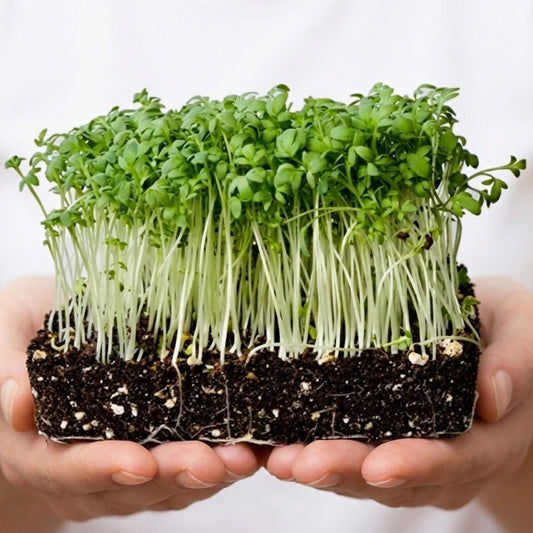 Plantel's Special Rashad Seeds (Garden Cress) - 2-Packs