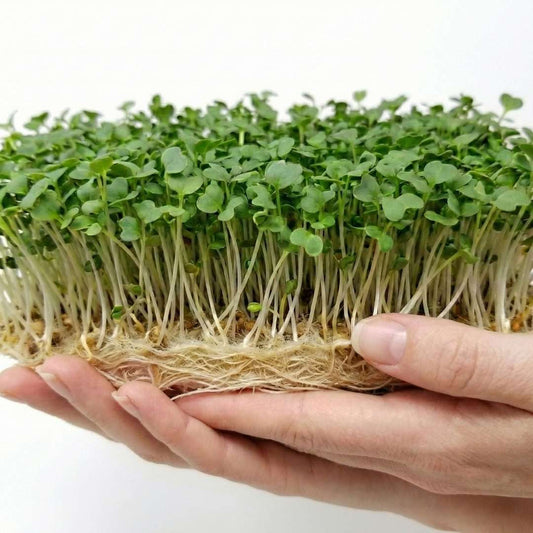 Plantel's Special Jarjeer Seeds (Rocket) - 2-Packs